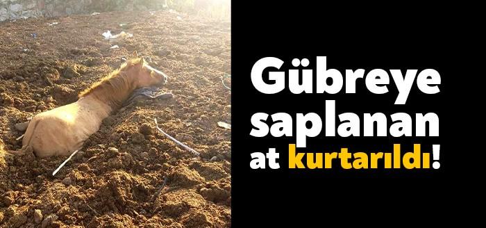 Kocaeli'nin Körfez ilçesinde, gübre yığını içerisine saplanan at, iş makinesiyle
