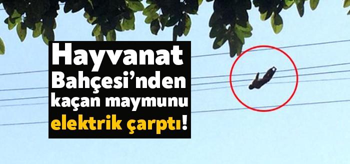 Kocaeli'de 3 binin üzerinde hayvanı barındıran Faruk Yalçın Hayvanat Bahçesi