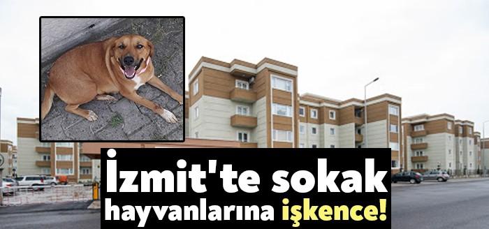Alikahya Mahallesi'nde bulunan Kavanium Siteleri'nin çevresinde yaşayan sokak köpeklerine, iddiaya