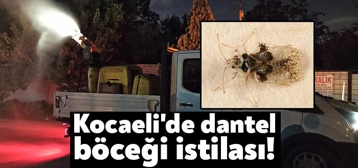 Kocaeli Haber...Kocaeli Büyükşehir Belediyesi, bitki zararlısı olan minik dantel böceğinin
