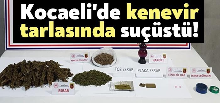 Derince’de bulunan ormanlık alanda kenevir tohumu hasadı yaptığı belirlenen kişi