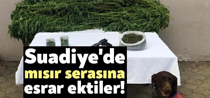 Kartepe Suadiye Mahallesinde mısır ekili serada düzenlenen uyuşturucu operasyonunda değişik