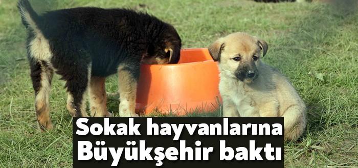Kocaeli Büyükşehir Belediye Başkanı Tahir Büyükakın, Veteriner Hekimler Odası Yönetimini