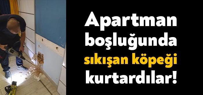 Kocaeli'nin İzmit ilçesinde Yeşilova Mahallesi’nde apartman boşluğuna düşen köpeği Kocaeli