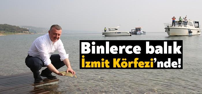 Kocaeli Büyükşehir Belediyesi’nin İzmit Körfezi’ndeki canlı popülasyonunun arttırılması için başlattığı