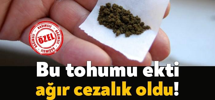 Kocaeli'nin Karamürsel İlçesinde, Kenevir bitkisi tohumu olan "çedene" adı verilen