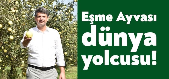 Kartepe Eşme’de ayva hasadına başlanıldı. Tadı ve ince kabuğu ile