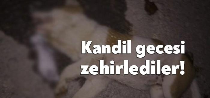 Karamürsel'de dün akşam bir köpek zehirlendi. Yol kenarında can çekişerek