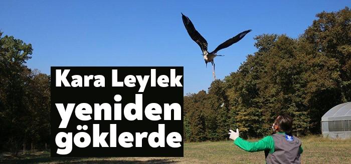 Bir ay önce Ormanya Yaban Hayatı Kurtarma ve Rehabilitasyon Merkezine