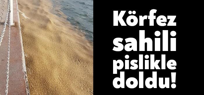 Körfez Tütünçiftlik sahili bugün sabah saatlerinde pislikle kaplandı. CHP Körfez