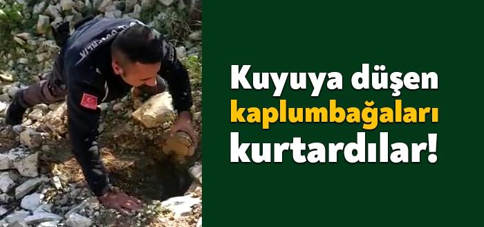 Darıca Şehit Er Gökhan Hüseyinoğlu Sahil Parkı’nda kuyuya düşen kaplumbağalar,