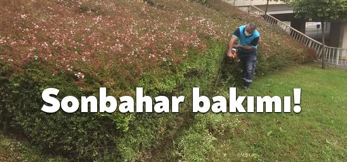 Kocaeli Büyükşehir Belediyesi, Gölcük ve Karamürsel ilçelerindeki ağaç ve çalı