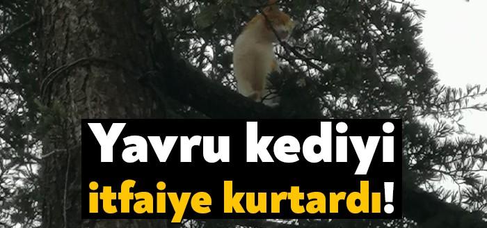 Kandıra ilçe merkezinde bir yavru kedi ağaçta mahsur kaldı. Çevredeki