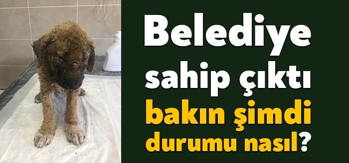 Körfez Belediyesi, ilçeye kazandırdığı Sokak Hayvanları Geçici Bakımevi ve Rehabilitasyon