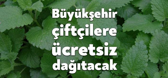 Tarımsal kalkınmaya destek sunan Büyükşehir Belediyesi, on binlerce Oğul Otu