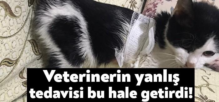 Kocaeli Haber...Körfez ilçesinde sokaktan sahiplendiği yavru kedinin götürdüğü veteriner hekim