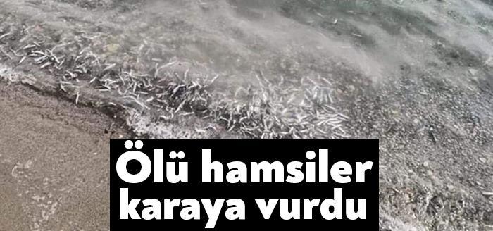 Kocaeli’nin Darıca ilçesinde sabah yürüyüş için sahile inenler, onlarca kilo ölü hamsinin