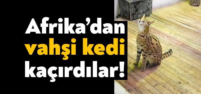 Ülkeye yasa dışı yollarla sokulmak istenirken, Milli Parklar tarafından Sakarya'da