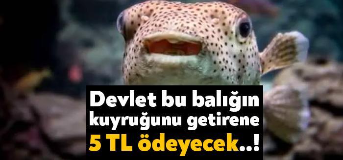 Denizlerdeki biyolojik çeşitliliğe ve balıkçıların av araçlarına zarar veren balon