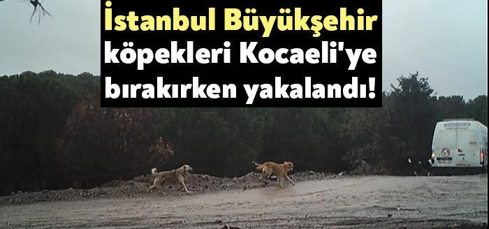 Kocaeli Haber. Gebze Belediyesi zabıta ekipleri, köpekleri bırakanlar hakkında işlem