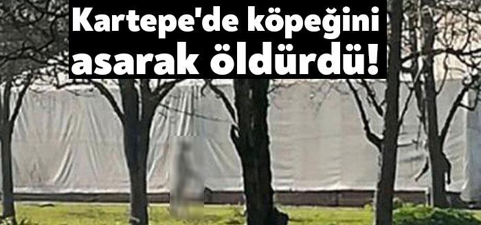 Kocaeli'nin Kartepe ilçesinde, M.K., köpeği ağaca iple asarak ölümüne neden
