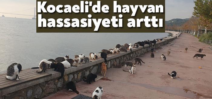 Kocaeli'de sokak hayvanlarına yönelik ihlal haberlerinin ardından hassasiyet arttı. Sokak