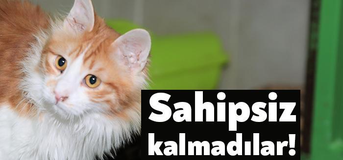 Körfez Belediye Başkanı Şener Söğüt, Sokak Hayvanları Geçici Bakım Evi