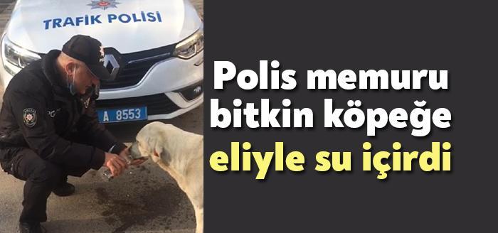 Kocaeli'de köpeğe şiddet haberinin ardından bu kez de bir şefkat