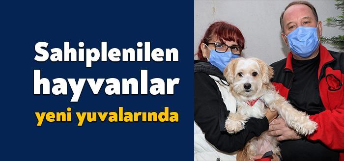 Kocaeli Büyükşehir Belediyesi, sokak hayvanlarını sahiplendirme çalışmalarıyla küçük dostlarımıza hayvansever