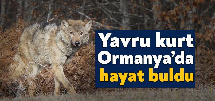 Köpek saldırısı sonucu yaralı halde bulunan yavru kurt, Ormanya Yaban