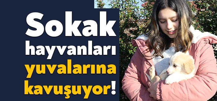 Kocaeli Büyükşehir Belediyesi’nin sokak hayvanlarına hizmet verdiği bakımevleri, 2020 yılında