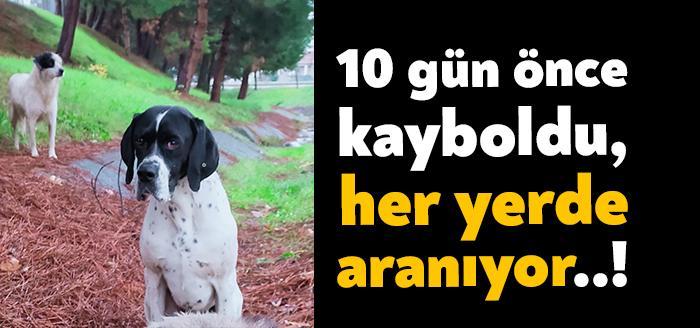 İzmit Şirintepe Mahallesi Plajyolu mevkisinde vatandaşların beslediği köpek yaklaşık 10