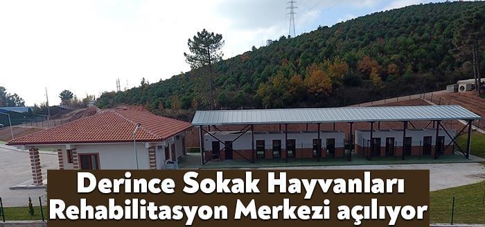Derince Belediyesi’nin sokaktaki can dostlarımız için hazırladığı Derince Sokak Hayvanları