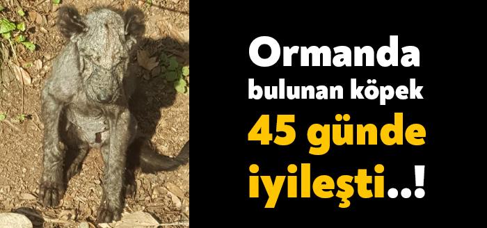 Kocaeli'nin Derince ilçesinde ormanlık alanda vücudunun tamamı uyuz olmuş halde