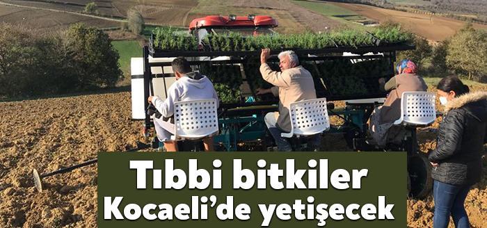 Alım garantili ‘Tıbbi ve Aromatik Bitki Yetiştiriciliği’ Kocaeli’nin tüm ilçelerini