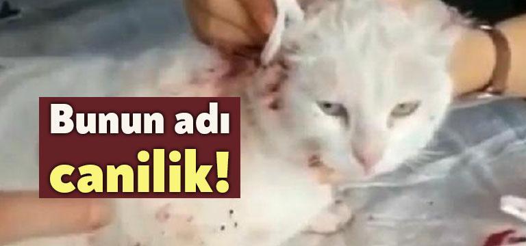 Kocaeli’nin Kartepe ilçesinde bir kedi kulakları kesilmiş halde bulundu. Kediye