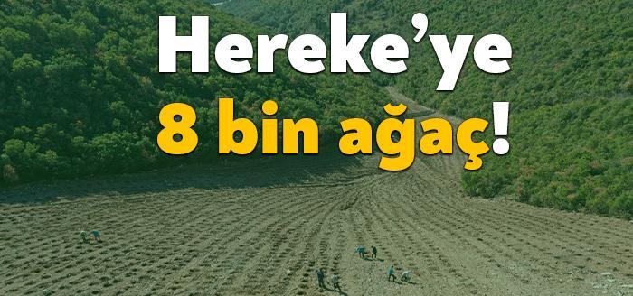 Kocaeli Büyükşehir Belediyesi, Hereke dolgu sahasında ağaçlandırma çalışması yapıyor.