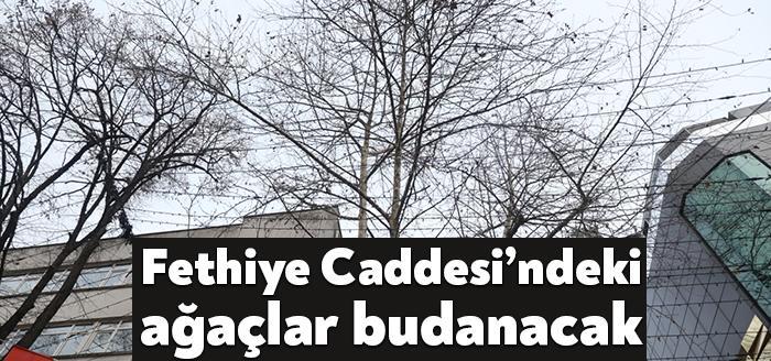 İzmit Belediyesi, uzun yıllardır budaması yapılmayan Fethiye Caddesi’ndeki ağaçlarda hafta