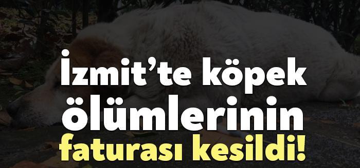 İzmit Belediyesi, Yahya Kaptan Mahallesi’nde yaşanan köpek ölümleri ile ilgili