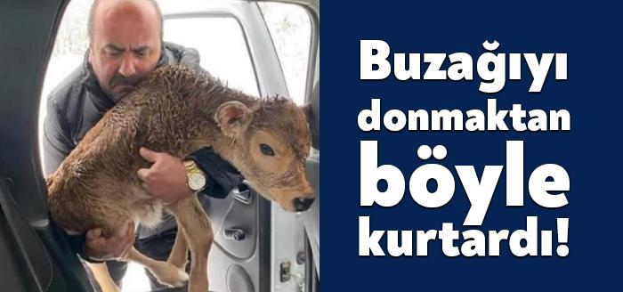 Kocaeli'nin Körfez ilçesinde, İlhan Avutman, yolda donmak üzere olan buzağıyı