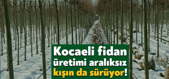Kocaeli fidan üretimi çalışmaları 4 mevsim aralıksız sürüyor. Başiskele Kullar'da