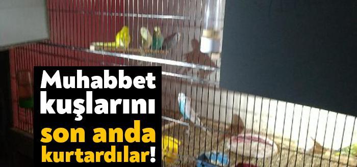 Kocaeli’nin Gölcük ilçesinde, bir binanın altında 80 muhabbet kuşunun bulunduğu