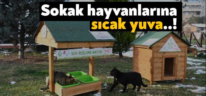 Kocaeli'nin Çayırova Belediyesi, sokak hayvanlarının soğuk havalarda üşümemesi için yeni yapılan 130
