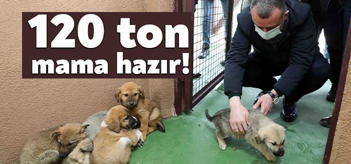 Sokak hayvanları için, “STK’larımızla birlikte ortak hareket ederek tıpkı bizler