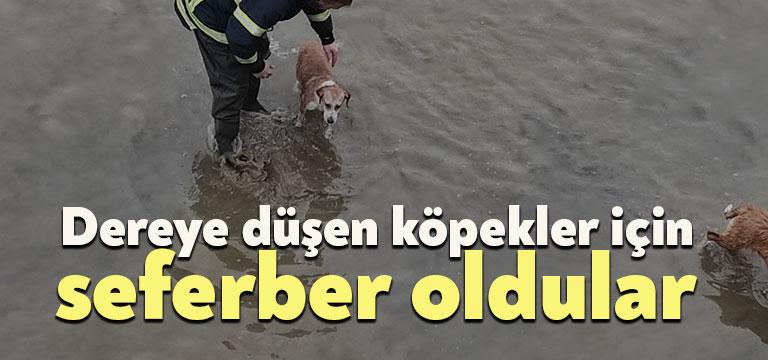 İzmit ilçesi Kumla deresine düşen sokak köpeklerini Kocaeli Büyükşehir Belediyesi