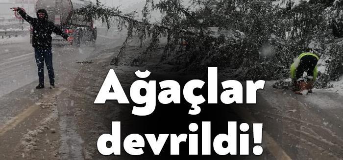 Kocaeli'nin Körfez ve Derince ilçelerinde D-100 kenarlarında yer alan çam