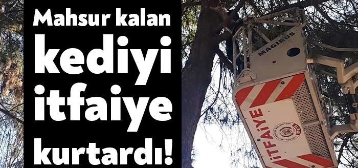 İzmit ilçesinde köpeklerden korktuğu için ağaca çıkıp mahsur kalan kediyi