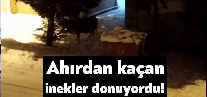Kocaeli'nin Derince ilçesinde dün akşam 6 inek bağlı oldukları ahırdan