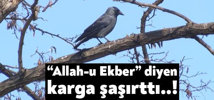İzmit'te ağaç dalında "Allah-u ekber" diyen karga görenleri şaşırttı. Vatandaşlar