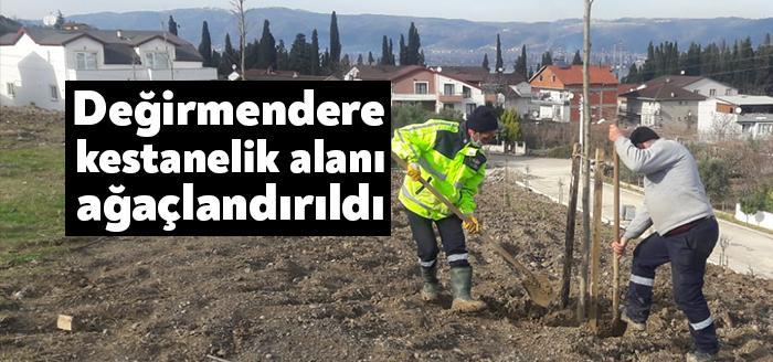 Kocaeli Büyükşehir Belediyesi Yukarı Değirmendere Mahallesi kestanelik ağaçlandırma alanında yeşillendirme